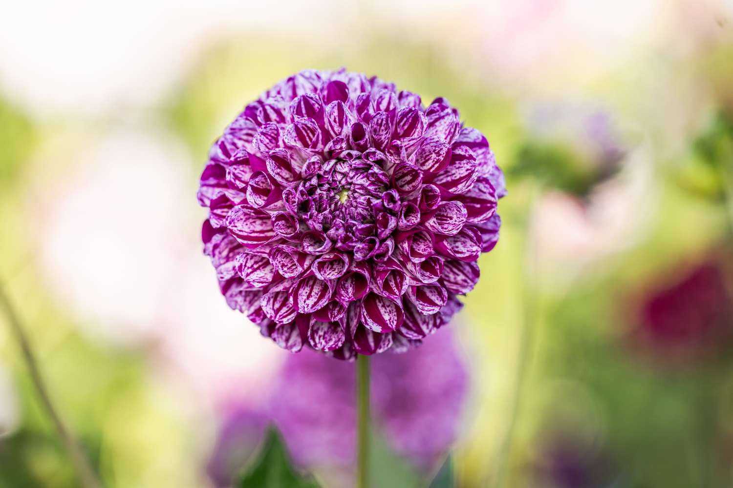 Dahlie 'Marble Ball'